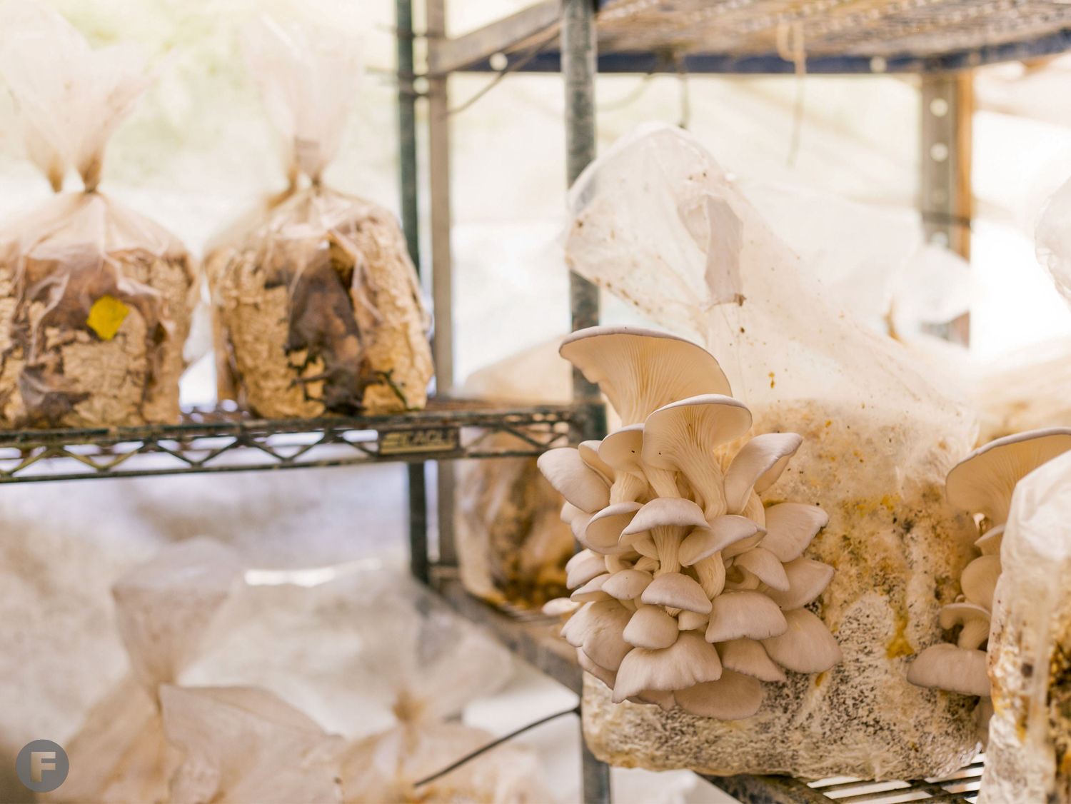 Ozark Forest Mushrooms Emerge From Grow Bags